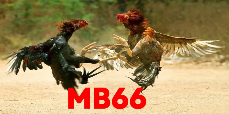 Giới thiệu đá gà MB66