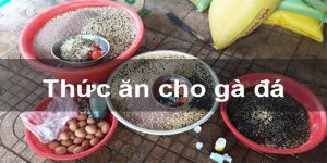 Bật mí các công thức trộn thức ăn cho chiến kê đủ chất và dễ ăn 