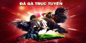 ST666_Đá Gà Trực Tuyến Là Gì? Hướng Dẫn Cách Cá Cược